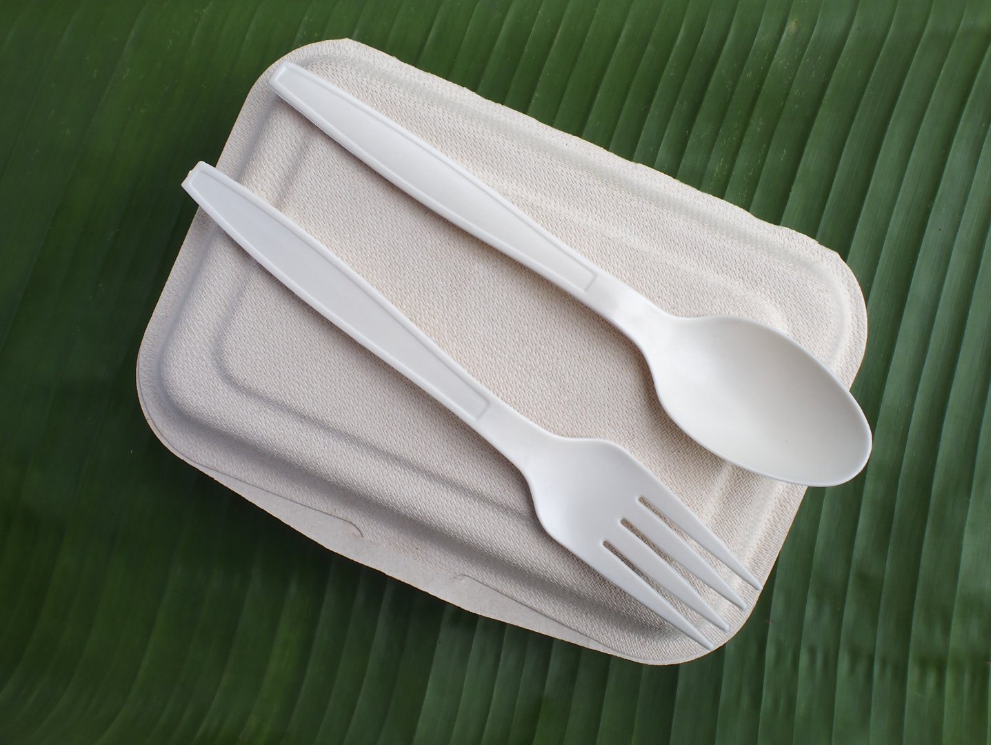 8" 9" Bagasse Clamshell Containers, Take Out Food Boxes, 100% compostable